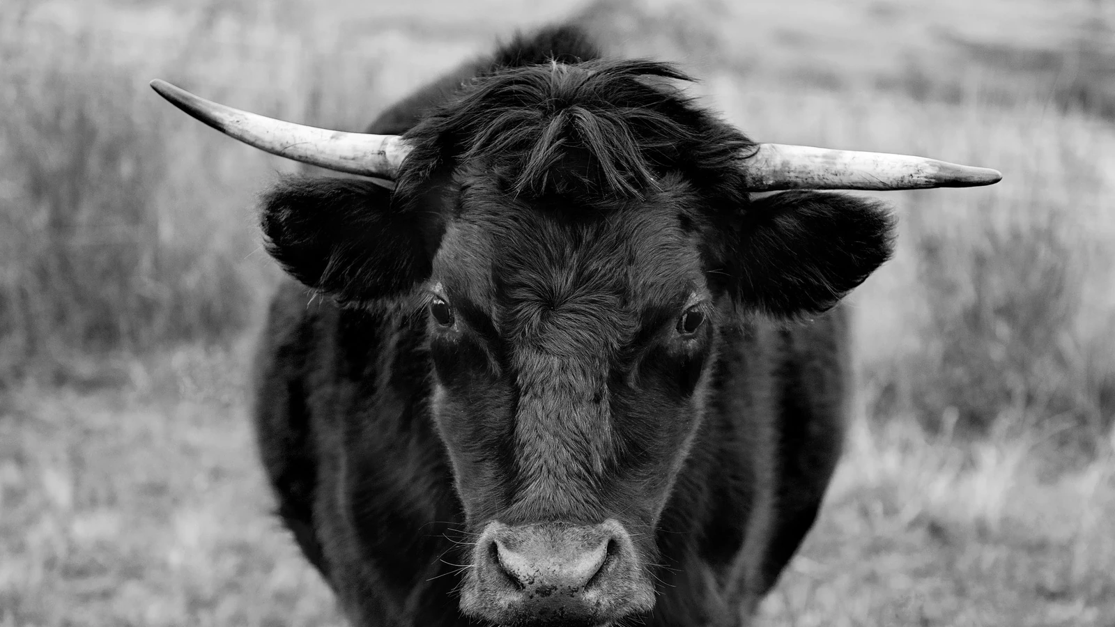 The bull source photograph before any effect, same crop as the Bayer ordered dithering render that follows