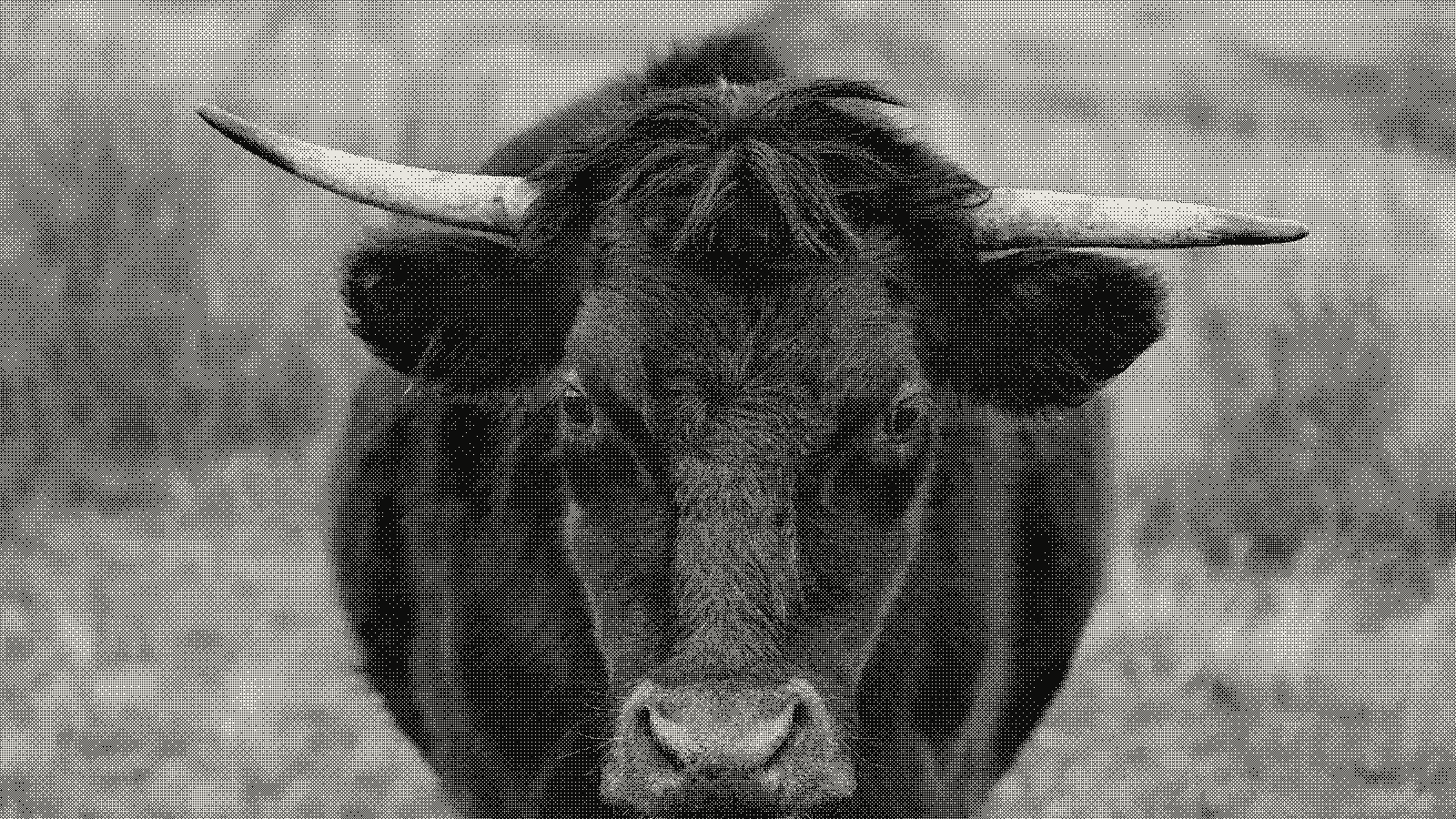Bull photograph in 8x8 Bayer dithering, before and after re-rendering the dither at a larger pixel grid