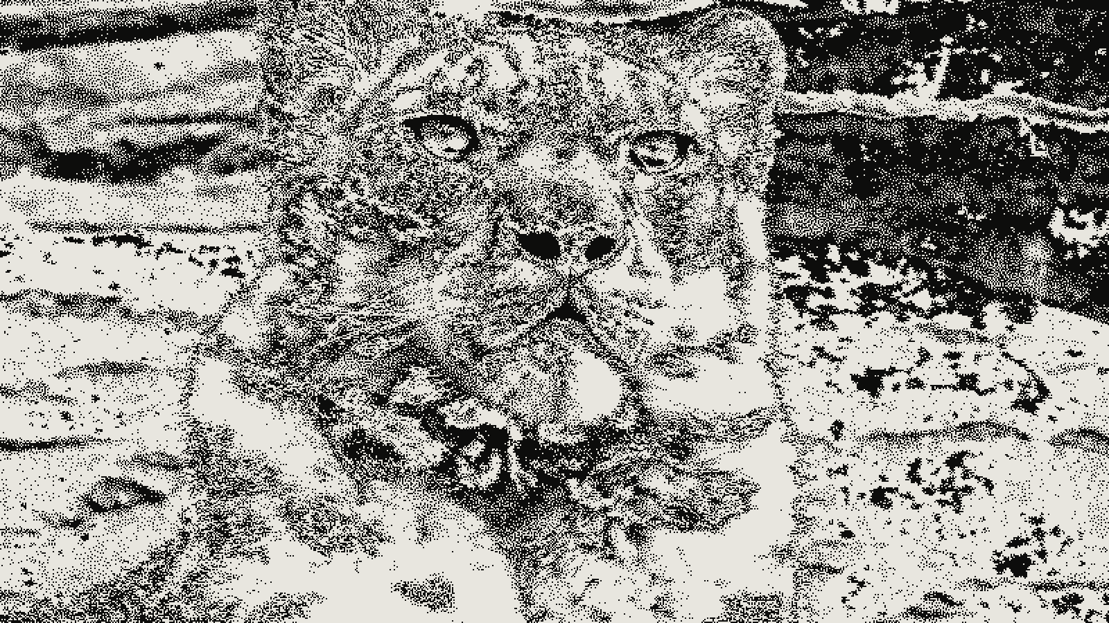 Snow leopard photograph rendered in Atkinson dithering at threshold 0.50 and 2px cells, high-contrast black and white