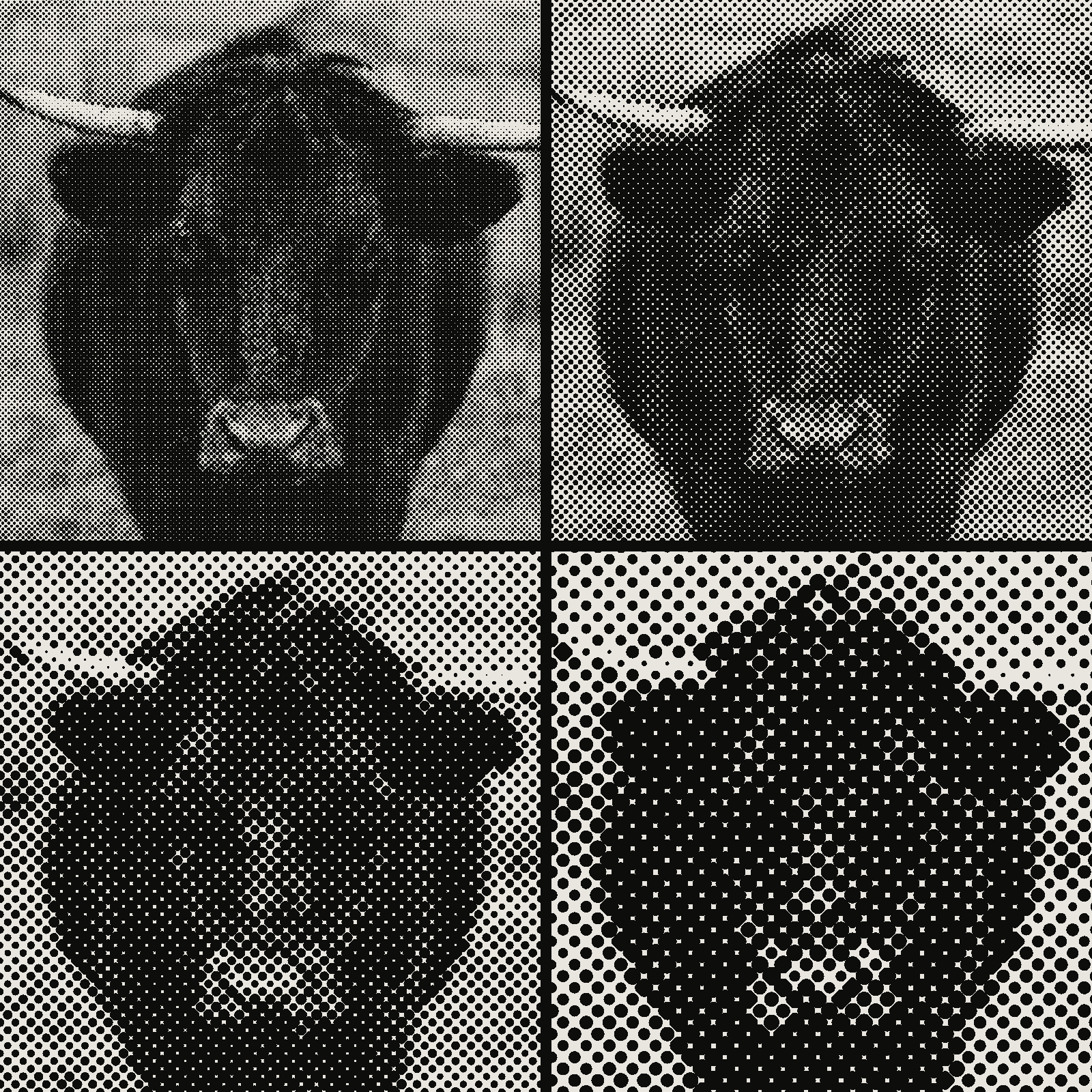 Bull photograph in a four-cell grid comparing halftone dot cell sizes 6, 10, 16 and 24 pixels