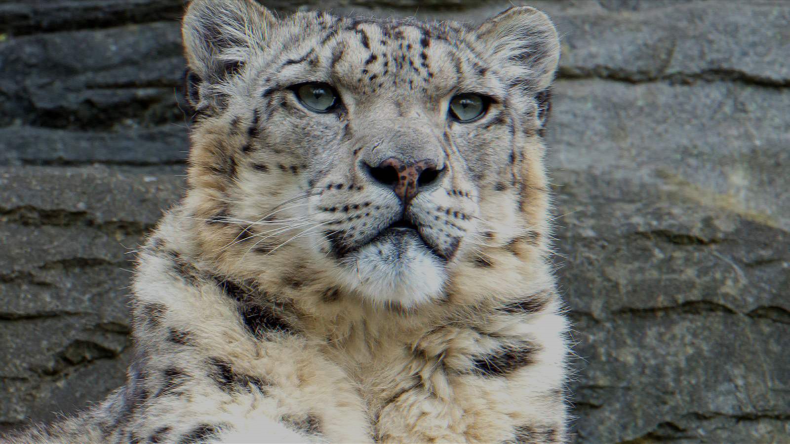 Snow leopard photograph rendered in CRT phosphor at mode scanline, 2px
