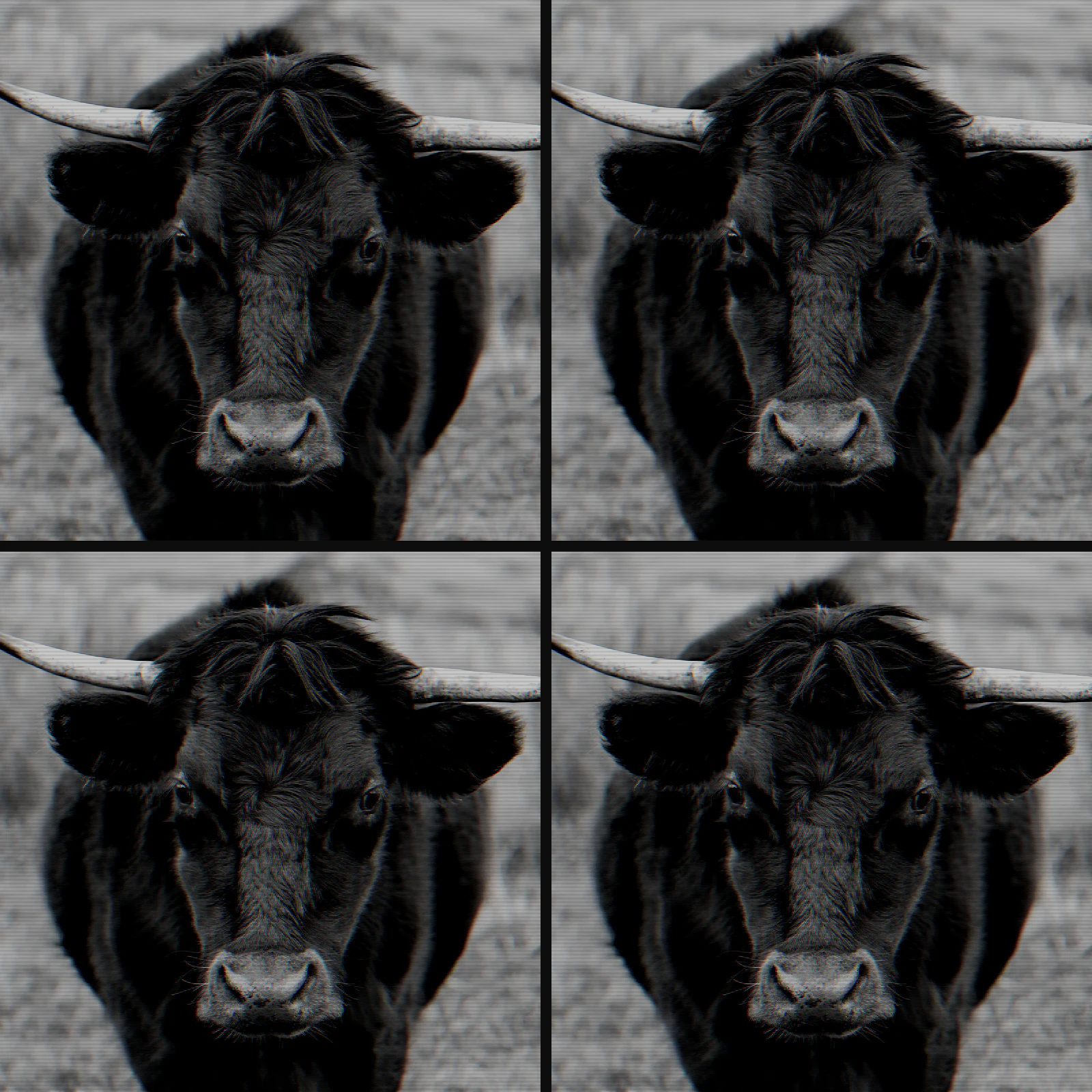 Grid of 4 crops of the same bull photograph in CRT phosphor, pixel stepping 1px, 2px, 3px, 4px