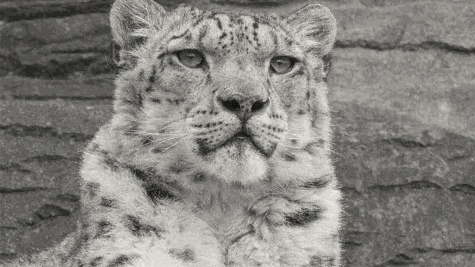 Snow leopard photograph rendered in Bayer ordered dithering at 4x4 matrix, threshold 0.50, 1px