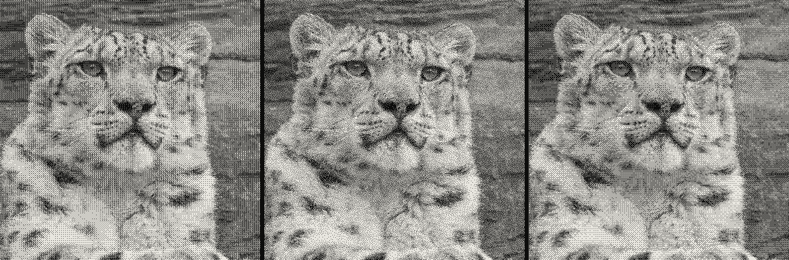 Grid of 3 renders of the same snow leopard photograph, one per algorithm: Bayer ordered dithering, blue-noise dithering, Bayer ordered dithering