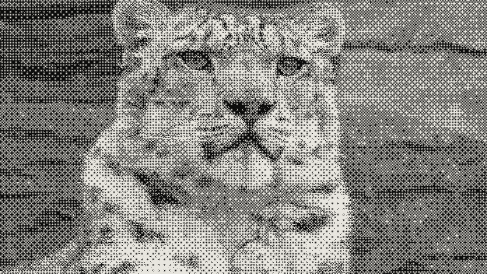 Snow leopard photograph in kott's Bayer effect with the 8x8 matrix, a 1-bit ordered dither used to compare mid-tone brightness
