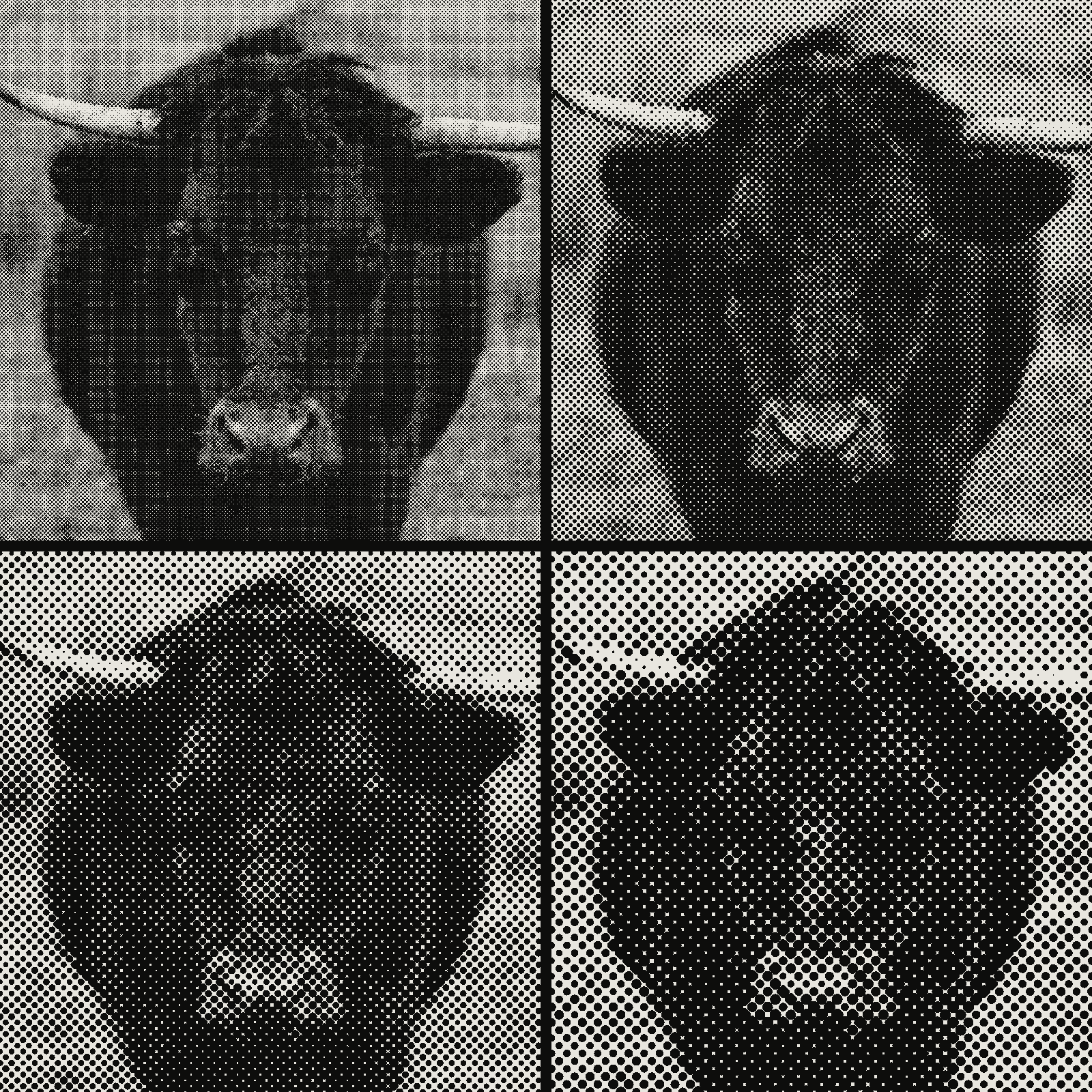Grid of 4 crops of the same bull photograph in halftone, cell stepping cell 4px, cell 8px, cell 12px, cell 16px