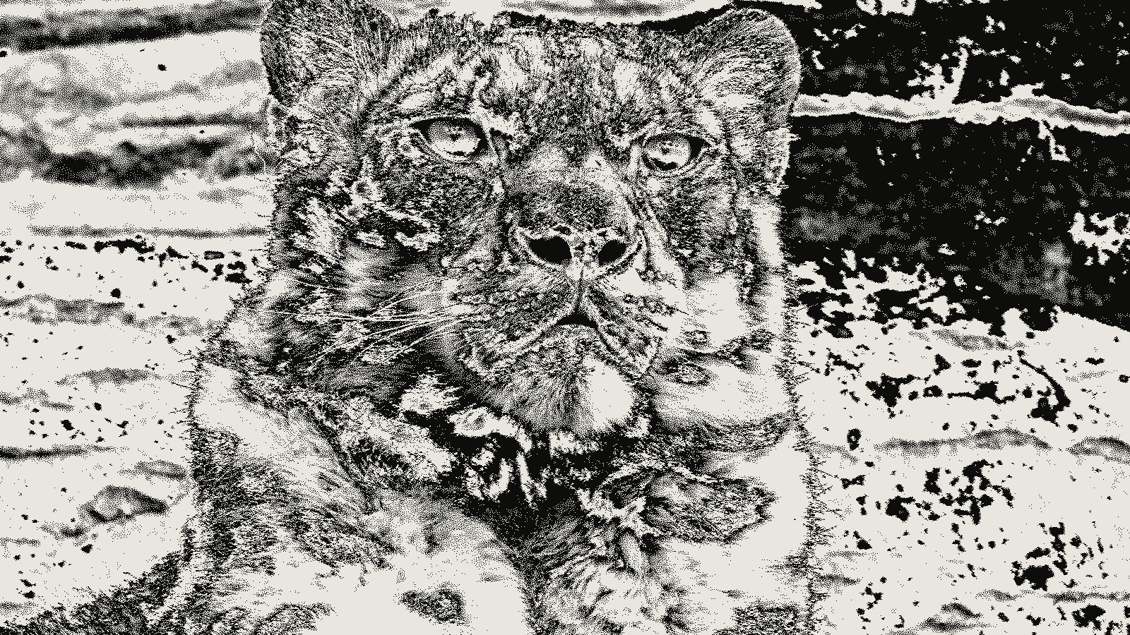 Snow leopard photograph rendered in Floyd-Steinberg dithering at threshold 0.50 and 1px cells, the error-diffusion grain an e-paper panel needs