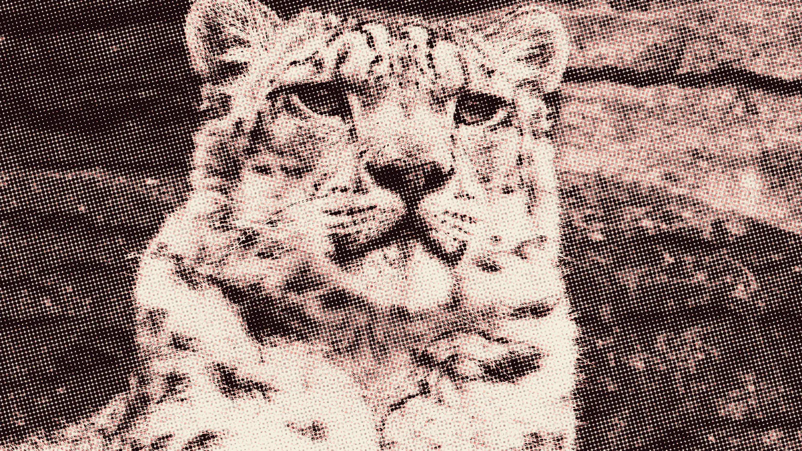 Snow leopard photograph rendered with kott's riso look, two translucent ink colours in coarse halftone dots