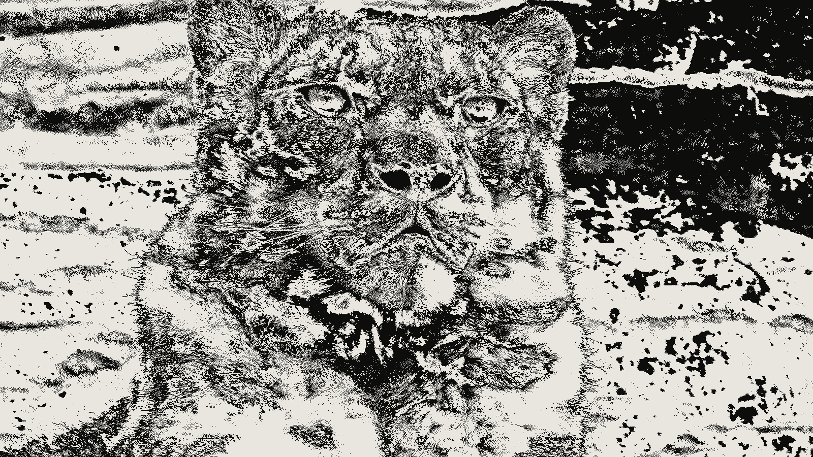 Snow leopard photograph rendered in Sierra error-diffusion dithering at threshold 0.50 and 1px cells