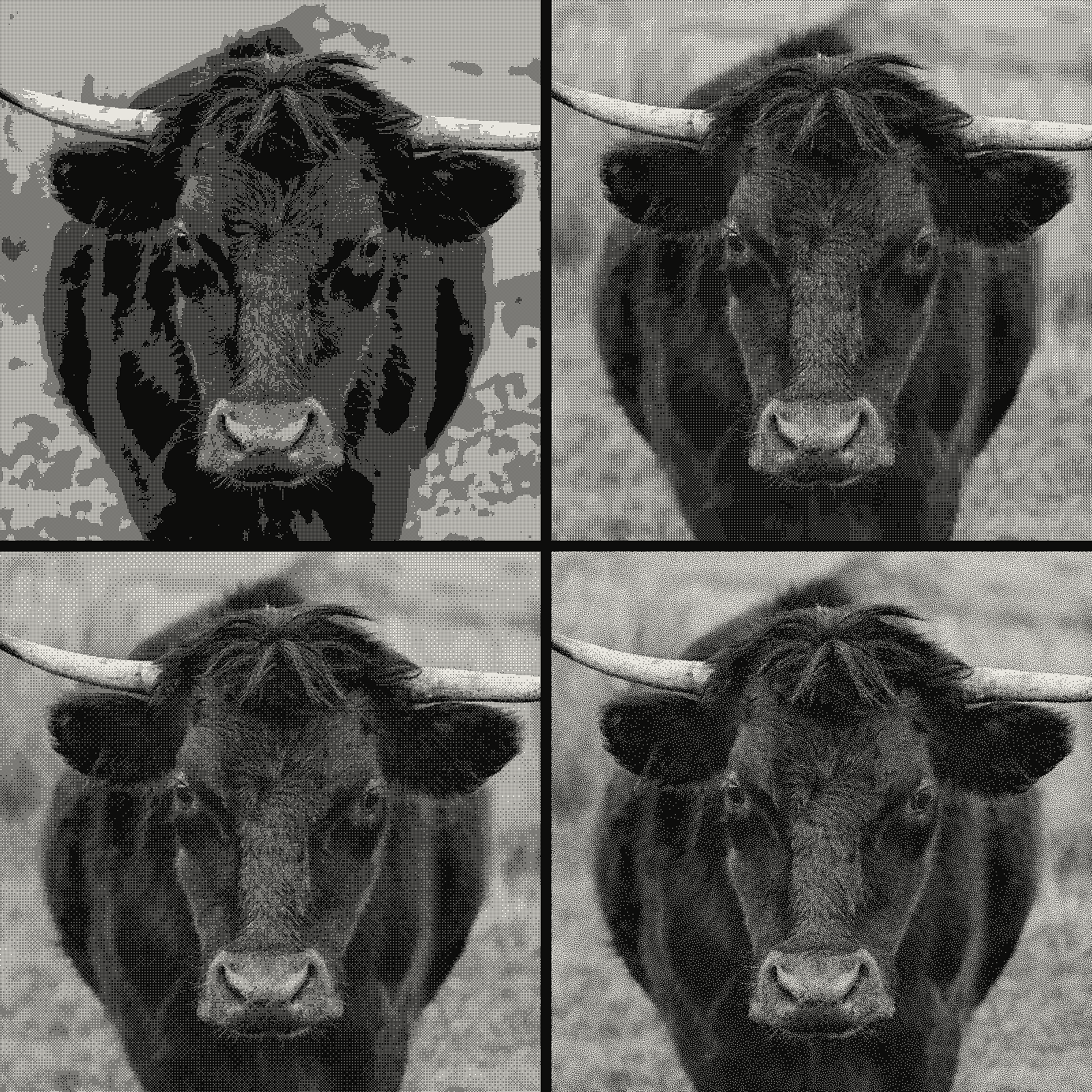 Bull photograph in a four-cell grid comparing Bayer matrix sizes 2x2, 4x4, 8x8 and blue noise