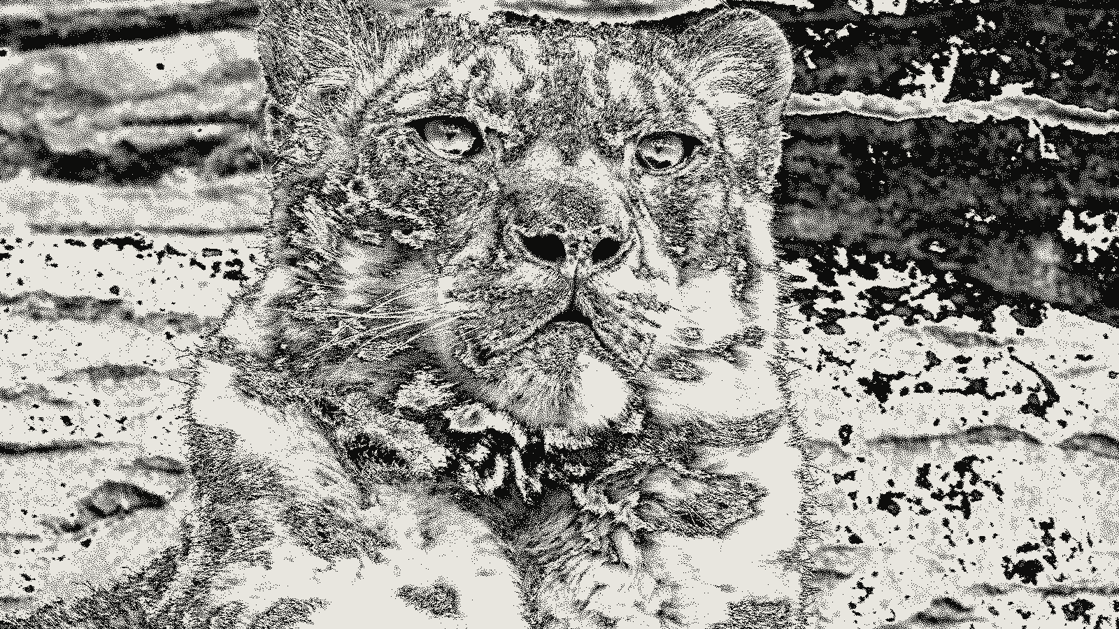 Snow leopard photograph rendered in Atkinson dithering at threshold 0.50, 1px