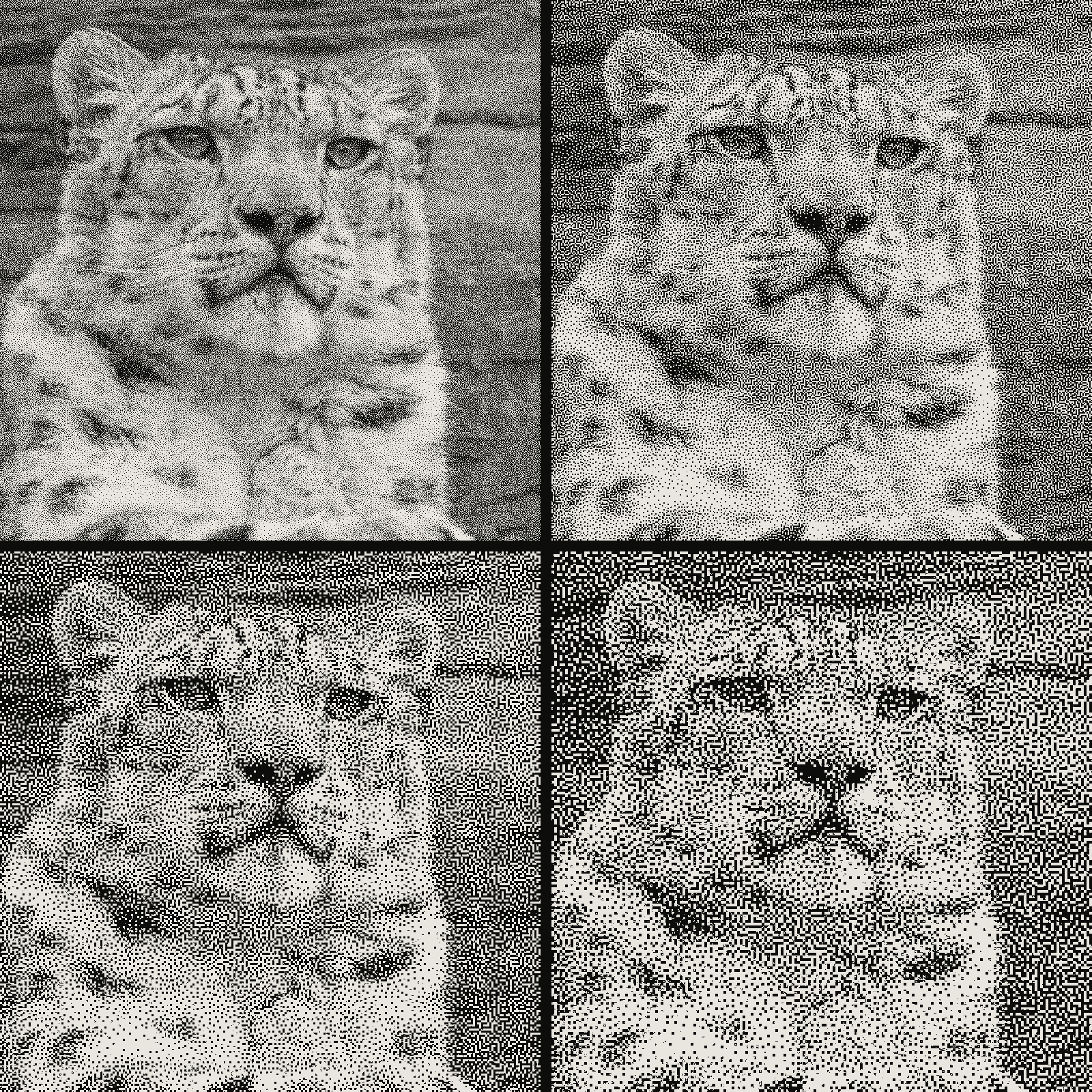Grid of 4 crops of the same snow leopard photograph in blue-noise dithering, pixel stepping 1px, 2px, 3px, 4px