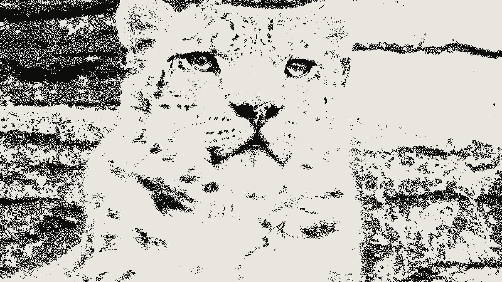 Snow leopard photograph in kott's mezzotint effect at 2px grain, threshold 0.50 and gamma 0.50, a random pitted black texture