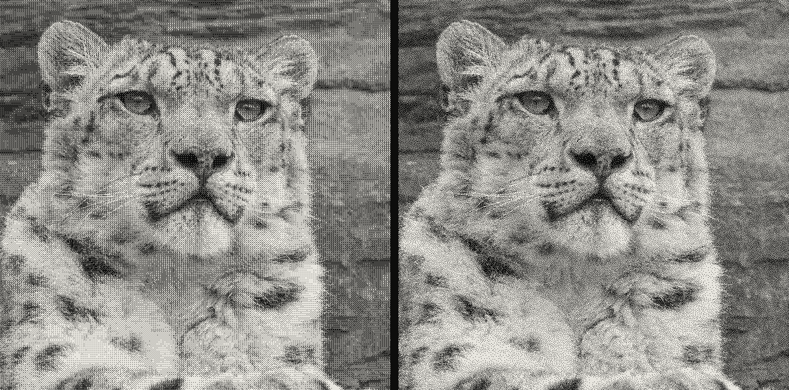 Grid of 2 crops of the same snow leopard photograph in Bayer ordered dithering, matrix stepping 4x4 matrix, blue noise matrix