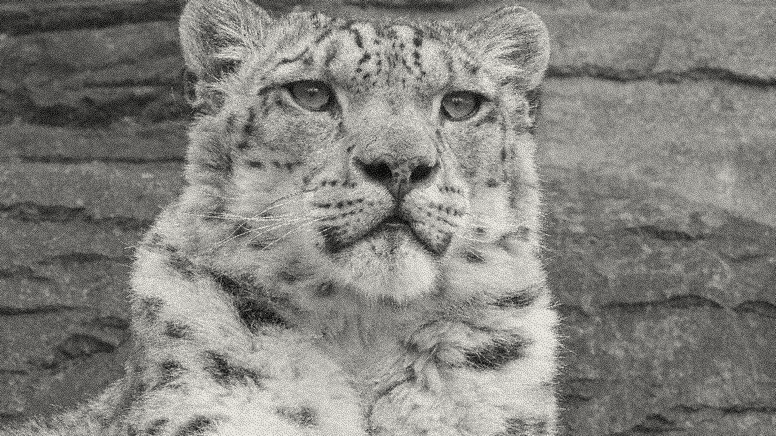 Snow leopard photograph rendered with blue-noise dithering as a stand-in for an FM stochastic screen, fixed-size dots at varying density