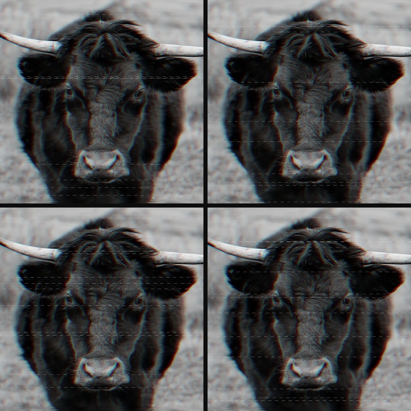 Grid of 4 crops of the same bull photograph in VHS tape, chroma bleed stepping , , , 