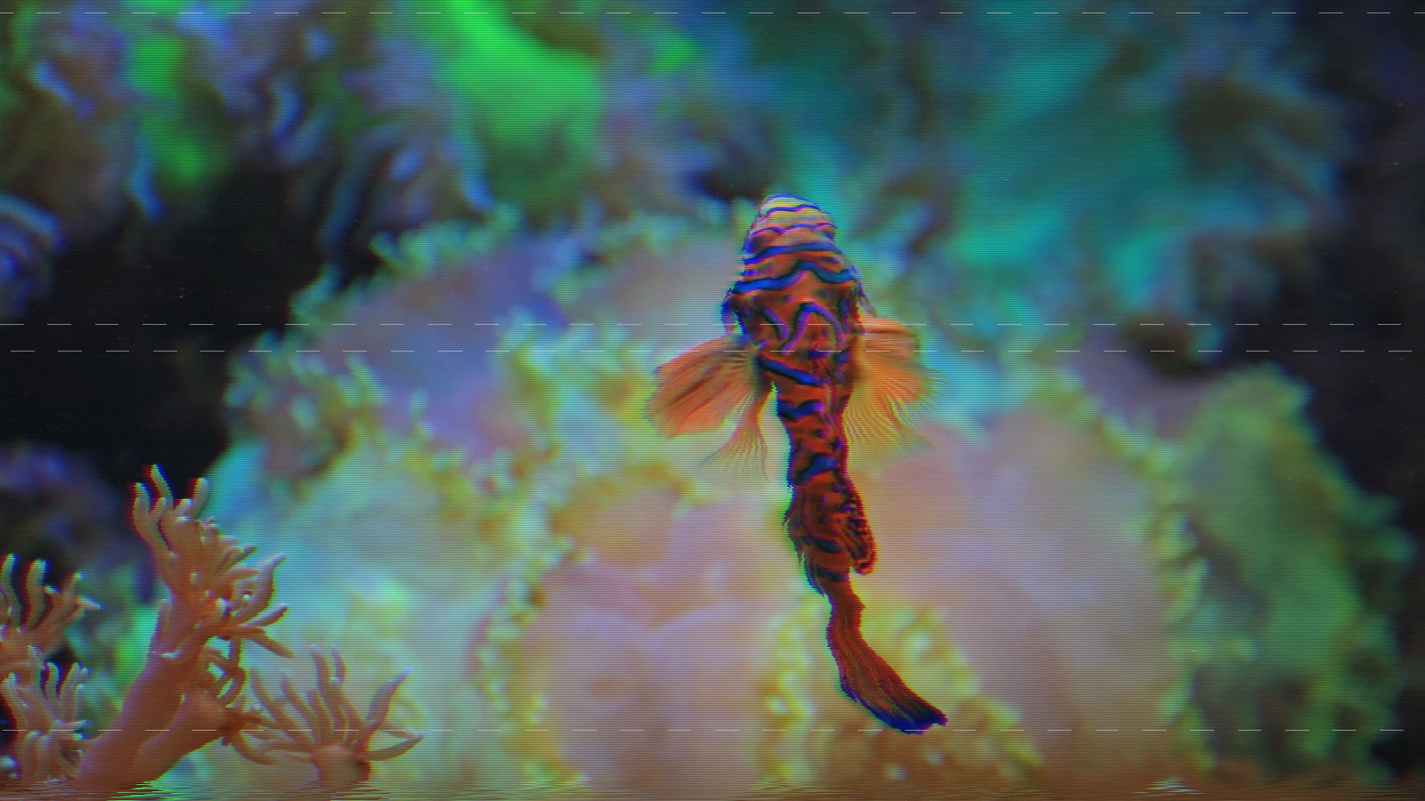Mandarin fish photograph rendered in VHS tape at chroma bleed 3px, tracking 0.5