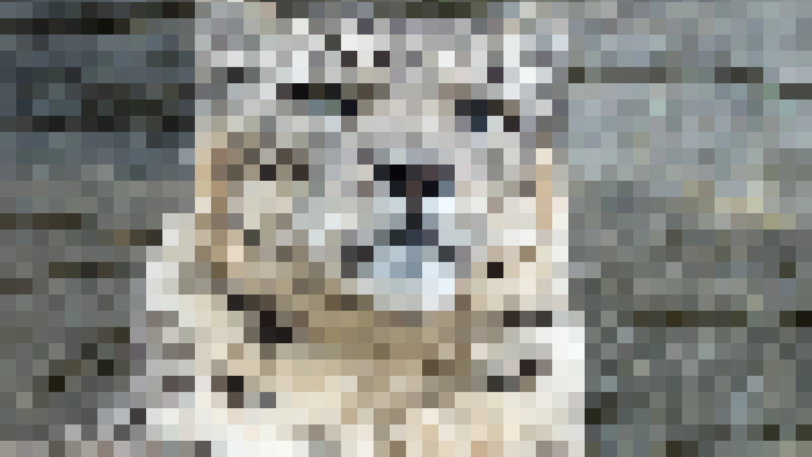 Snow leopard photograph pixelated into 8px blocks, the cell size of one Spectrum attribute