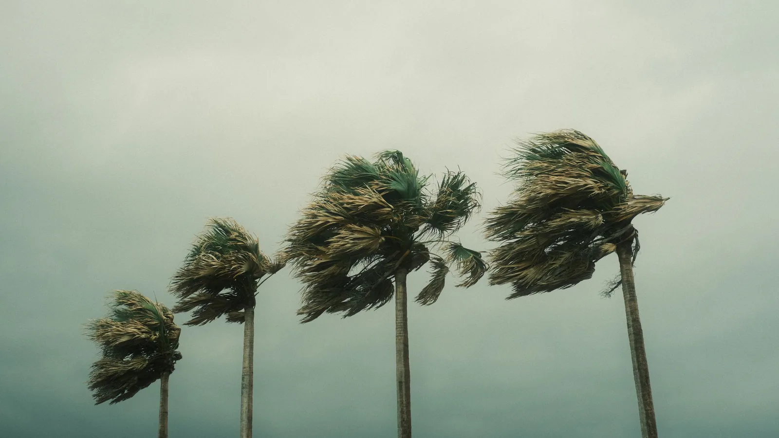 Four palm trees bent by strong wind under a gray, overcast sky, evoking storm conditions during a hurricane