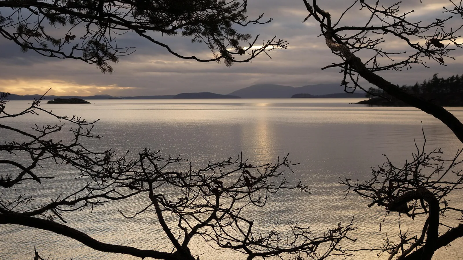 Bare branches frame a calm bay and distant hills under a cloudy dusk sky, a quiet view from a home