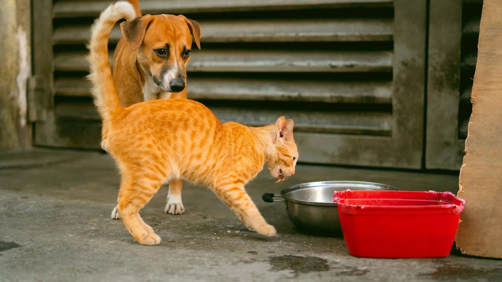An orange cat and a dog stand near a metal food bowl and a red tub outdoors.
