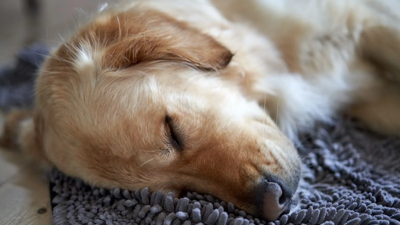A golden retriever asleep on a grey textured mat on a wooden floor at home.