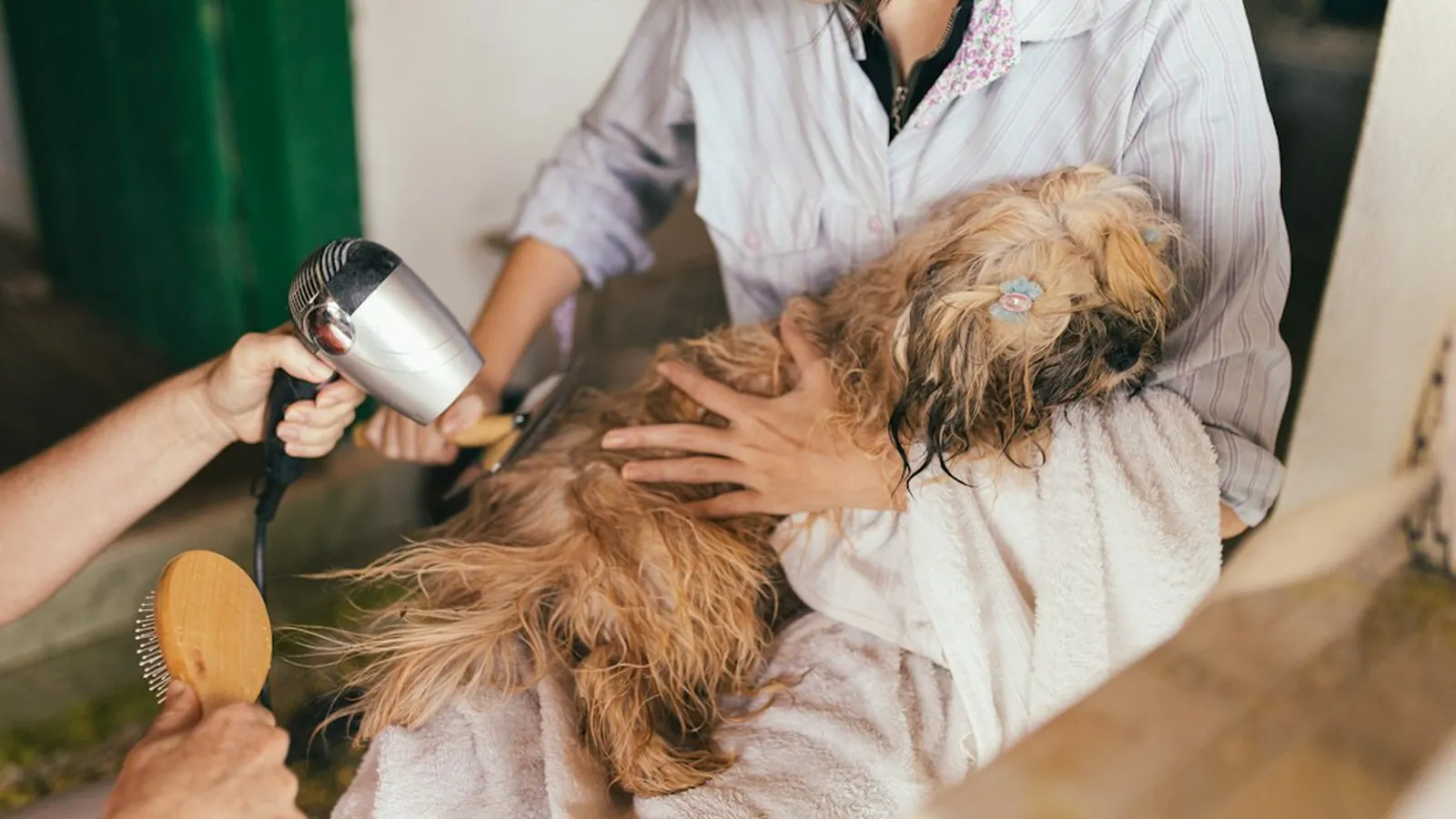 A small shaggy brown dog resting calmly on a towel in a person's lap while two people dry and brush its coat.
