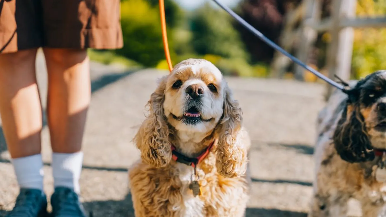 Two cocker spaniels on leads stand on a sunny path beside their walker, whose legs and shoes are visible.