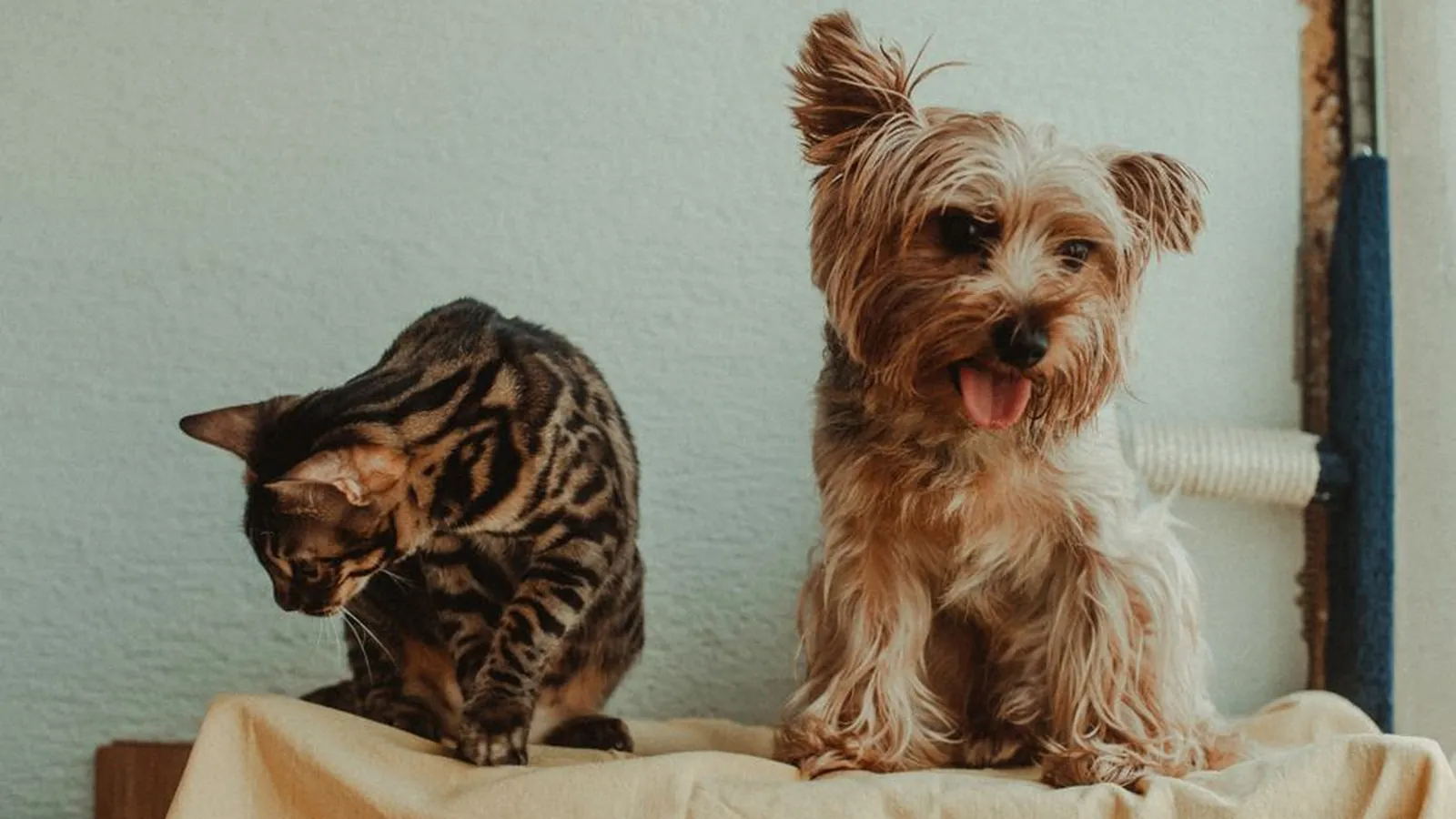 A small Yorkshire terrier sitting upright with its tongue out beside a tabby cat on a cloth-covered shelf at home.