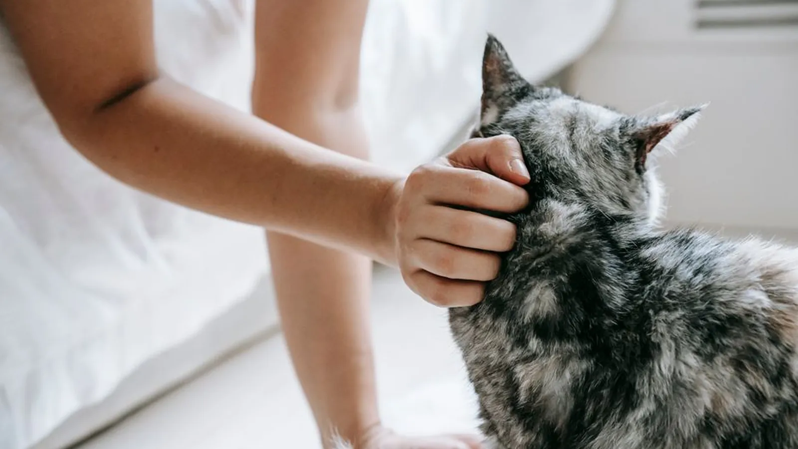 A person in a bright room gently resting a hand on the head of a grey tabby cat.