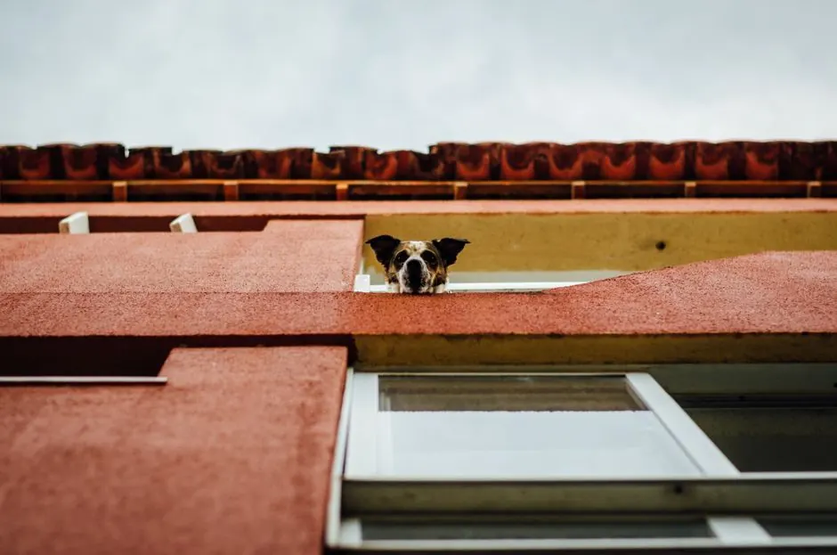 A small dog looking out over the ledge of a window on a terracotta-coloured building.