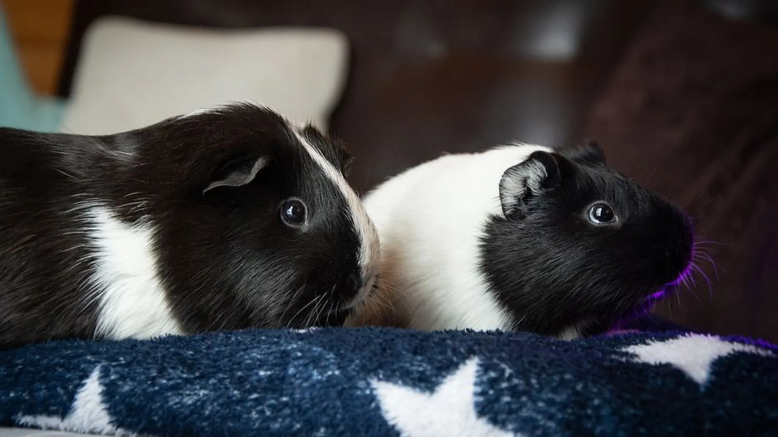 Two black and white guinea pigs resting side by side on a blue star-patterned blanket indoors.