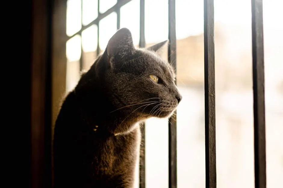 Graue Katze mit gelben Augen, die im weichen Gegenlicht durch Fenstergitter schaut.