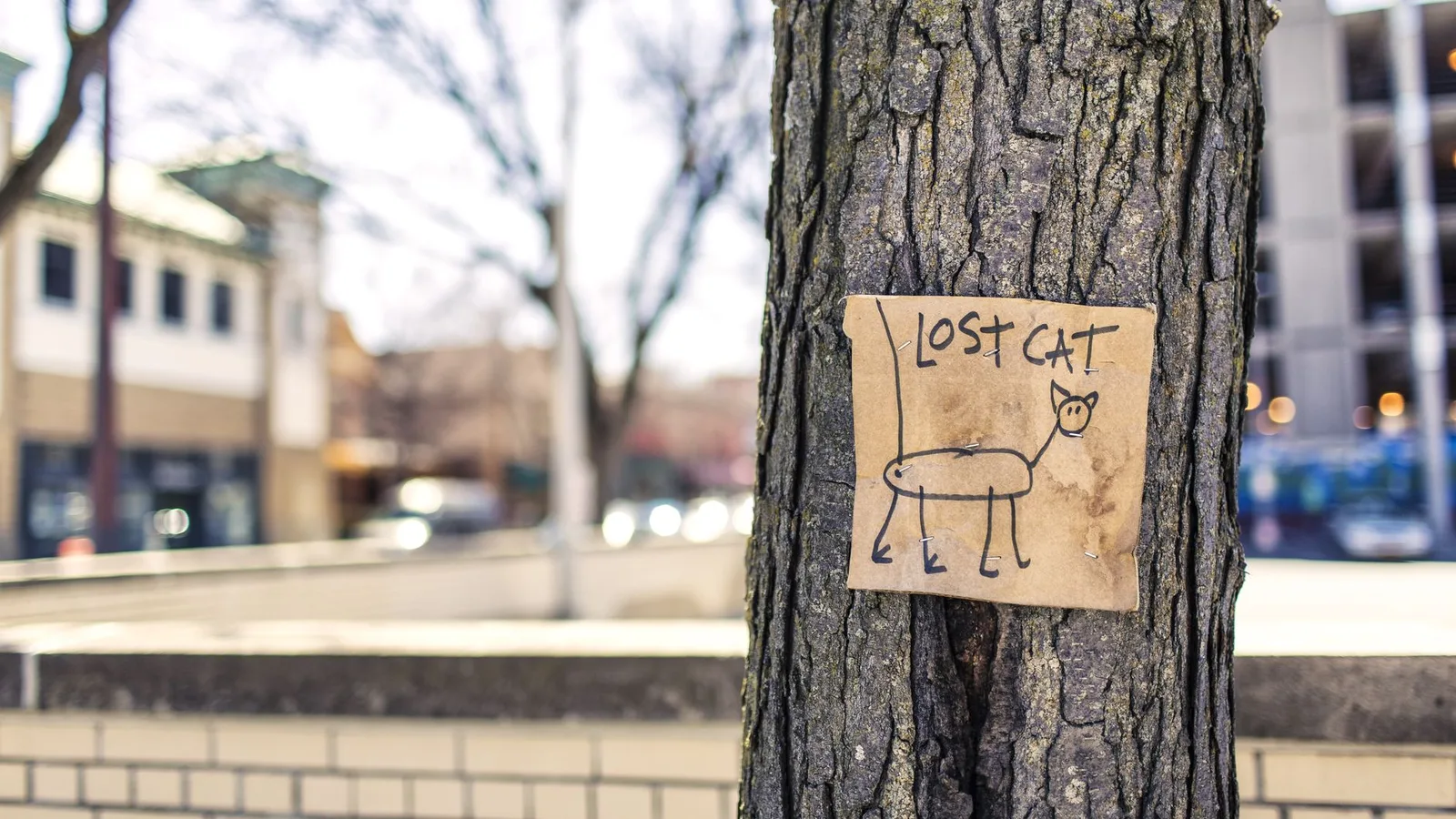 A hand-drawn lost cat sign pinned to a tree on a city street.