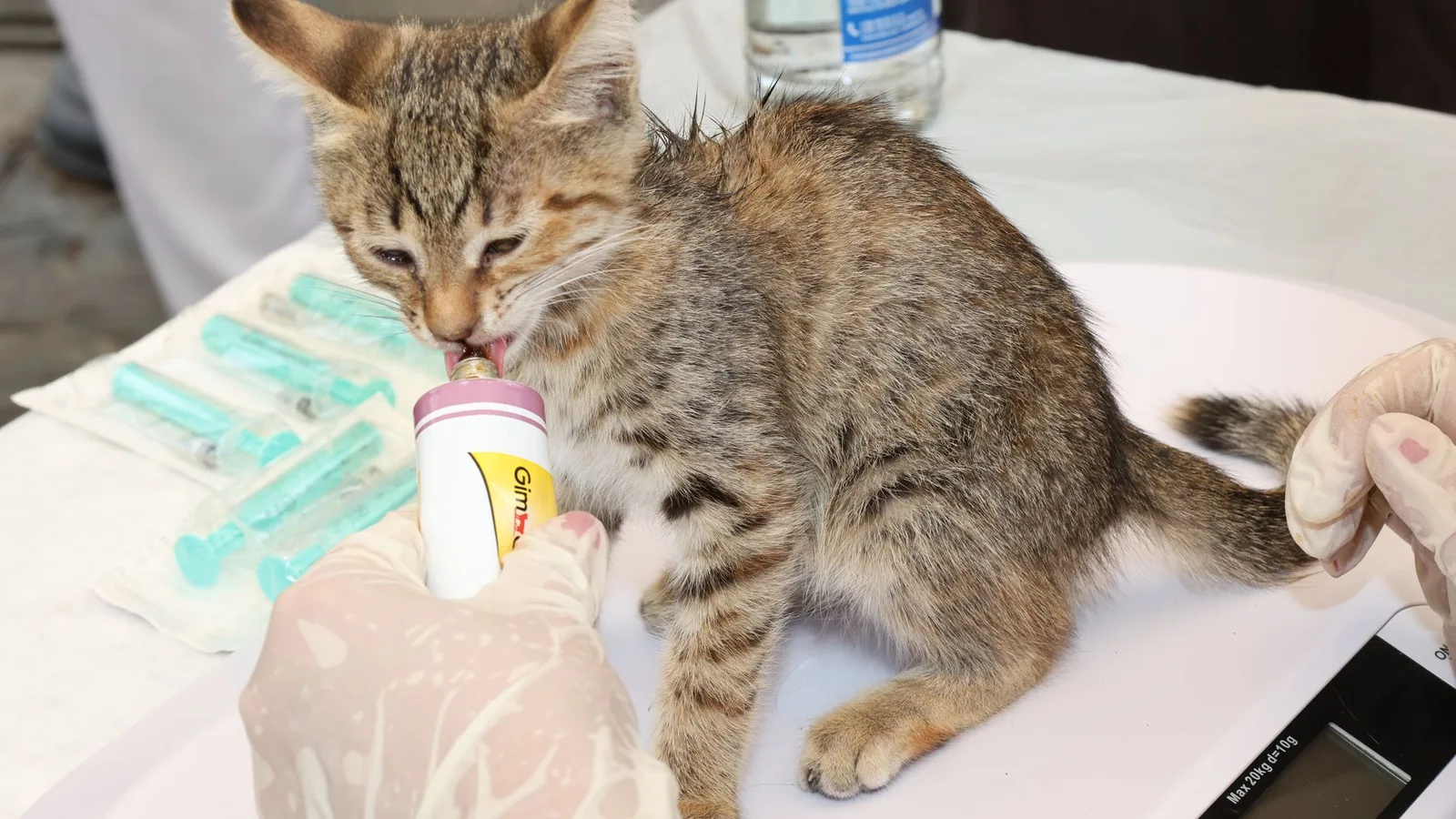 A tabby kitten licks liquid from a small dose bottle held by a gloved hand.