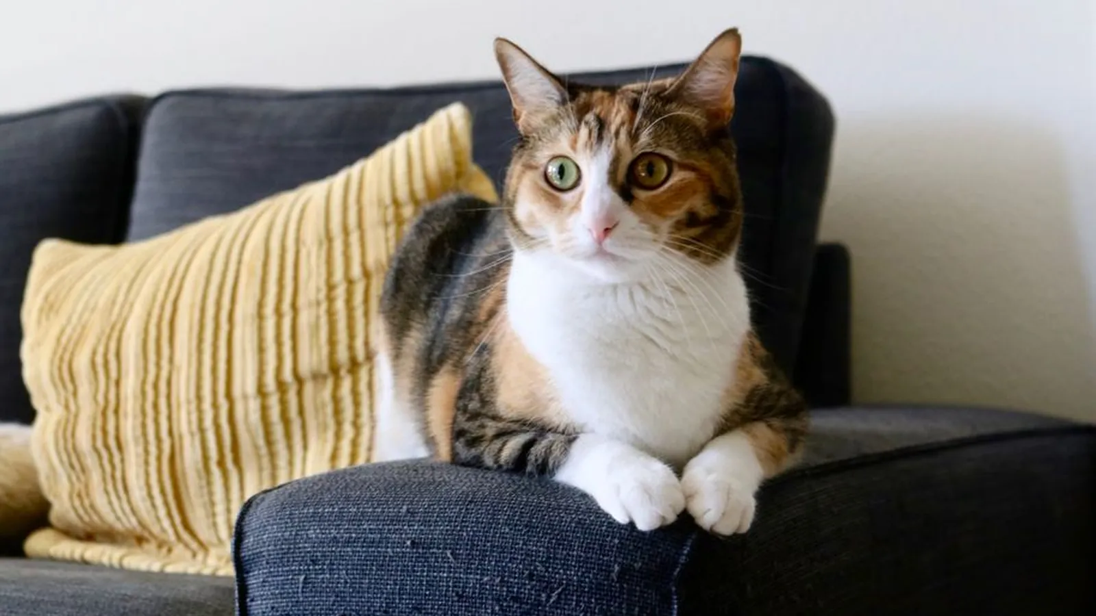 A calico cat sitting upright on the arm of a dark grey sofa beside a yellow cushion, looking calmly at the camera.