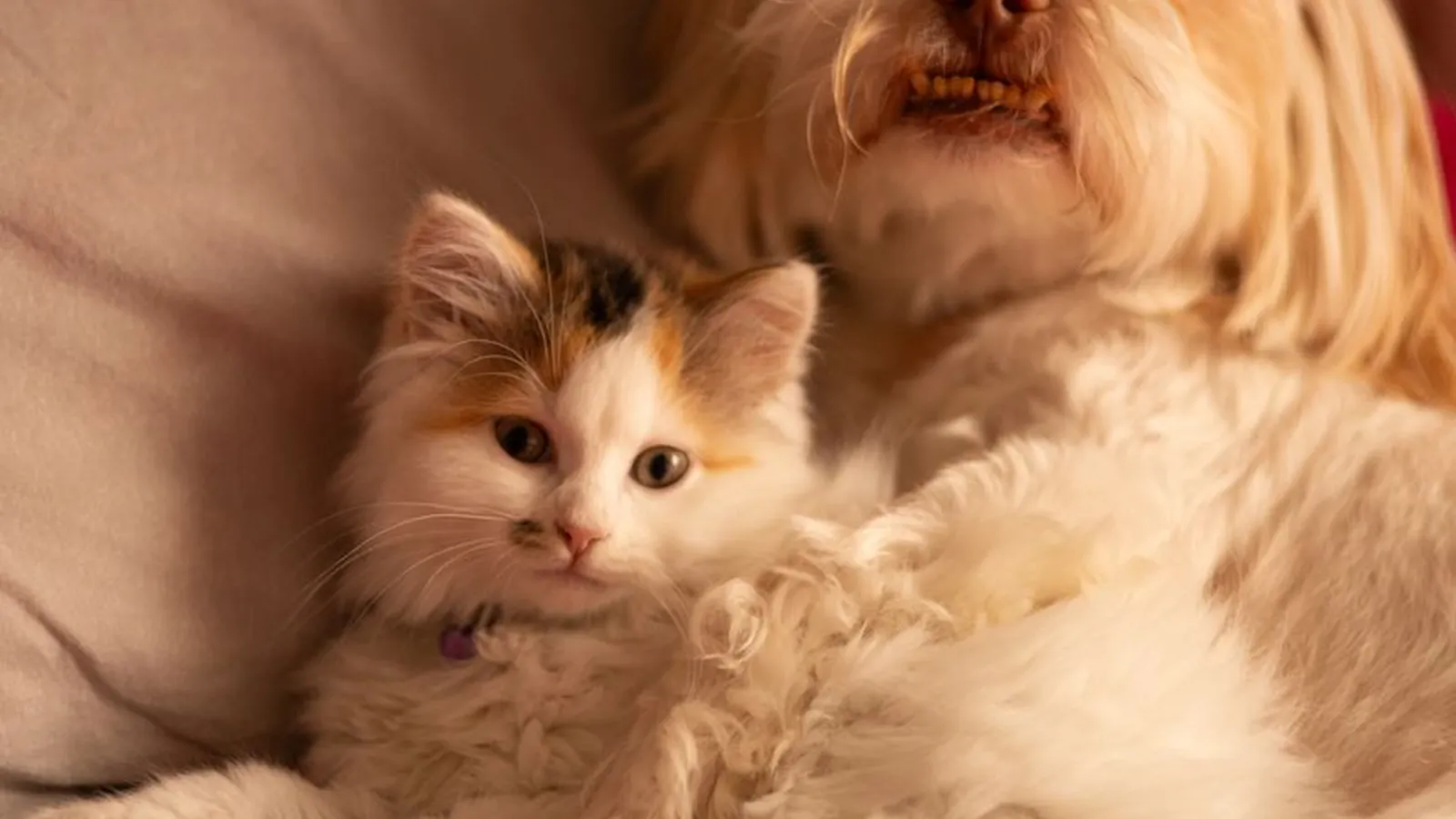 A calico kitten with big eyes resting against a fluffy cream dog on a soft sofa at home.
