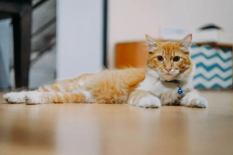 Ginger and white cat with a blue bell collar lying on a wooden floor indoors, looking at the camera.