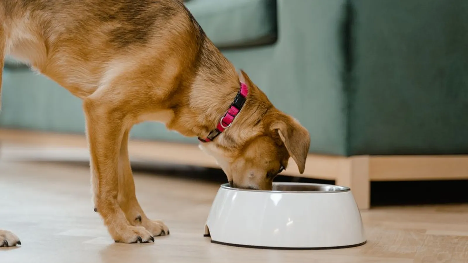 A tan dog with a pink collar eating from a white bowl on a wooden floor in a living room.