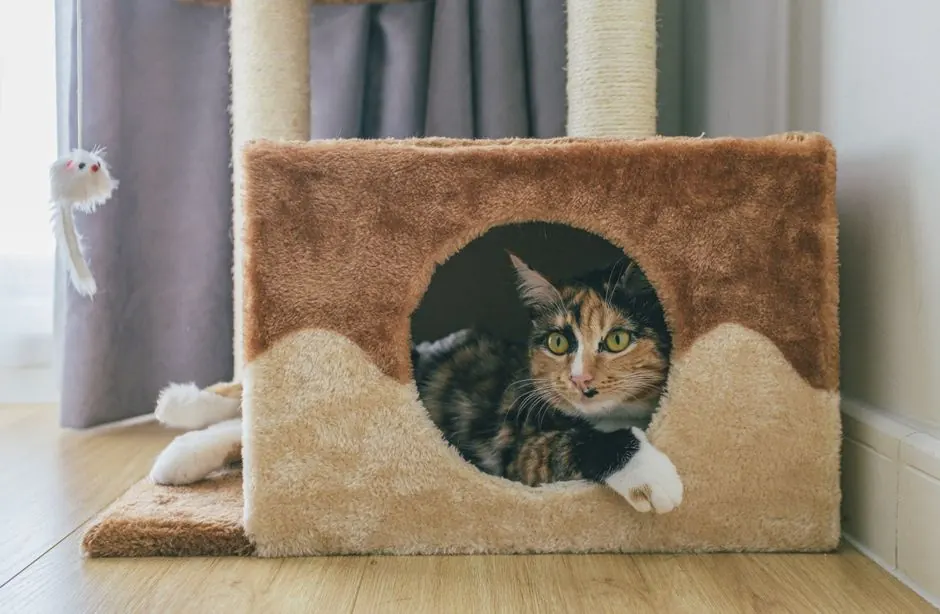 A calico cat resting in the round opening of a carpeted cat tree in a sunny room.