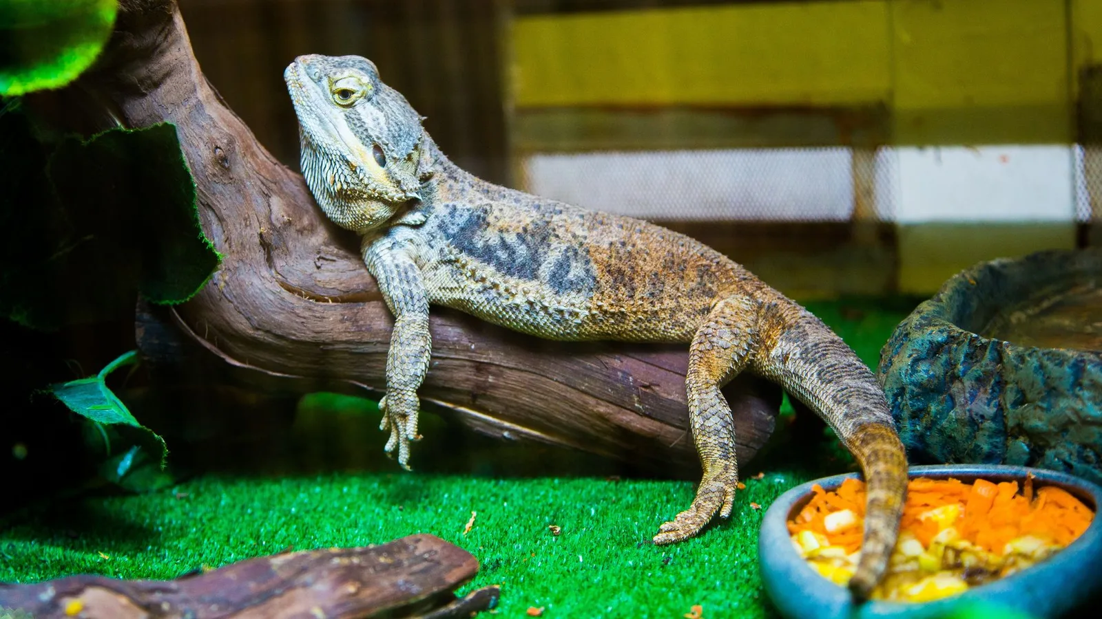 A bearded dragon rests on a log in a terrarium beside a bowl of chopped vegetables.