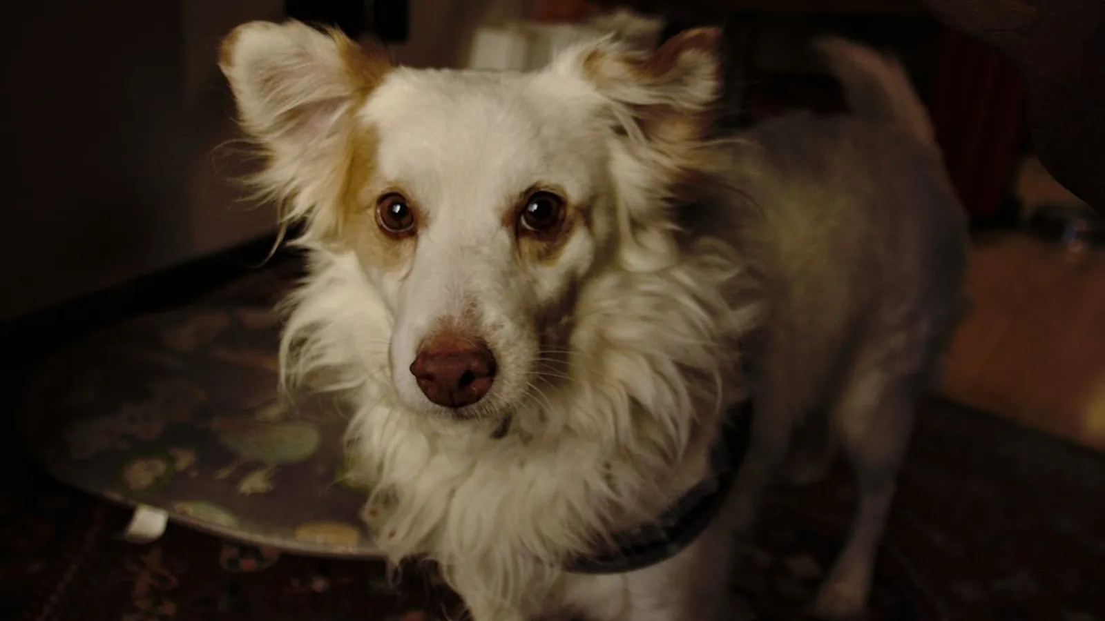 A small white dog with tan ears and brown eyes stands indoors on a patterned rug, looking up at the camera.