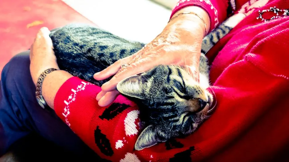 An older person's hand rests on a sleeping tabby cat curled on their lap.
