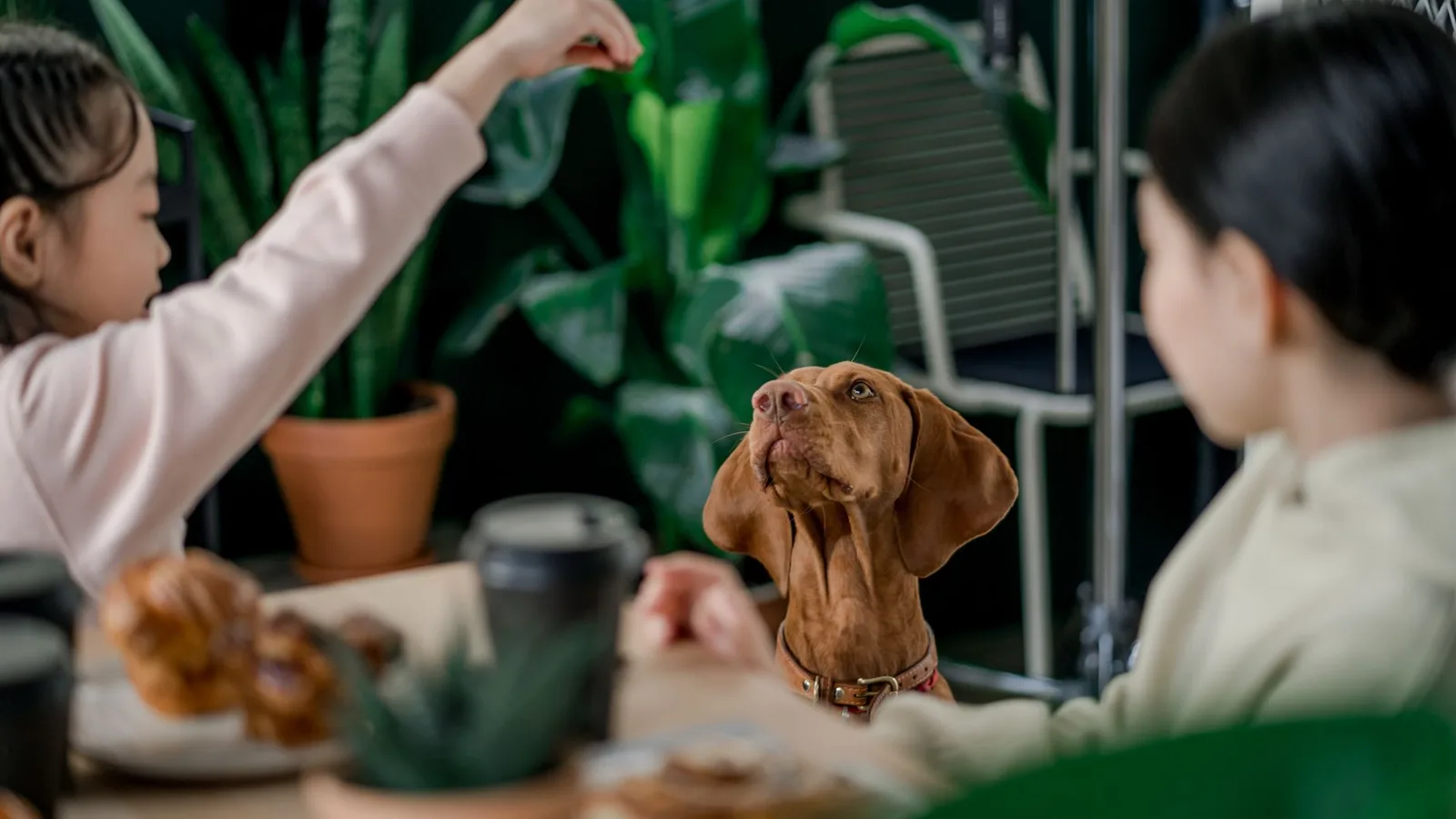 A child hands a treat to a brown dog while an adult sits beside them at a table at home.