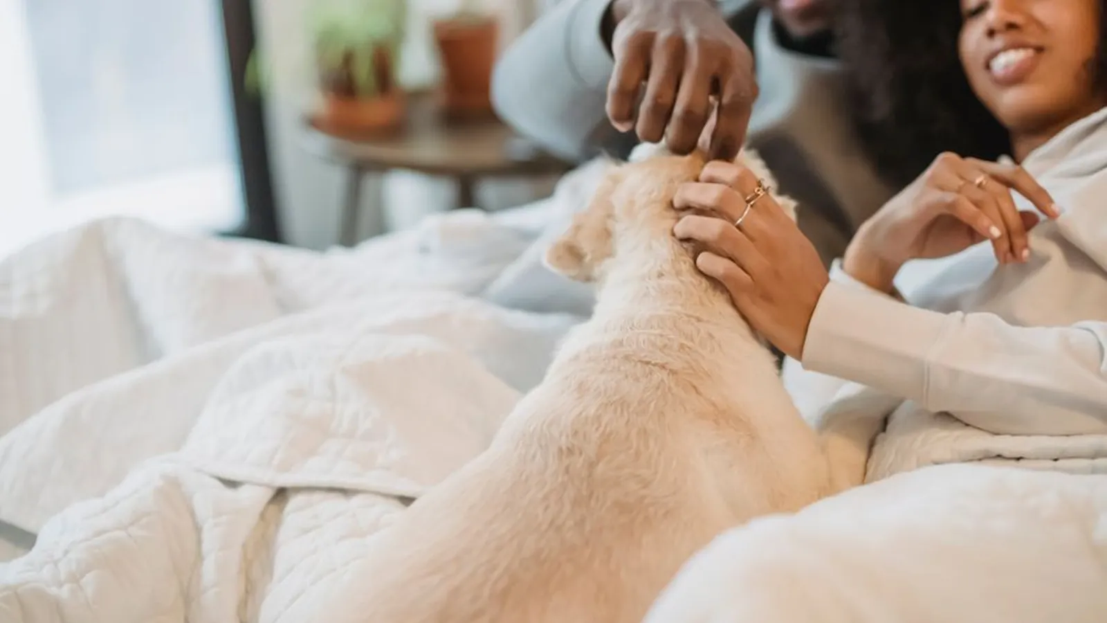 Two people smiling on a white bed at home while stroking a cream-coloured dog.