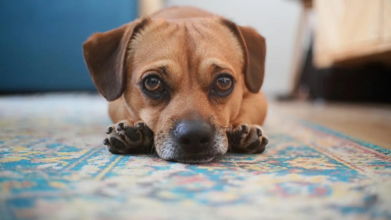 A tan dog with brown eyes resting its chin on its front paws on a colorful patterned rug.
